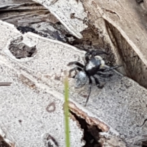 Salticidae sp. 'Golden palps' at O'Connor, ACT - 22 Sep 2020