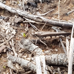 Pycnostictus seriatus at O'Connor, ACT - 22 Sep 2020