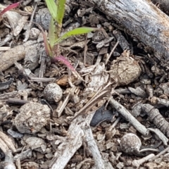 Pycnostictus seriatus at O'Connor, ACT - 22 Sep 2020