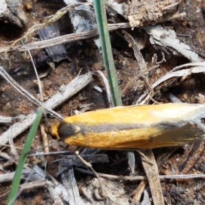 Philobota undescribed species near arabella (A concealer moth) at Dryandra St Woodland - 22 Sep 2020 by tpreston