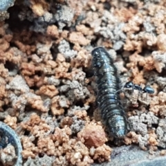 Polyxenida (order) (Pin-cushion Millipede) at Dryandra St Woodland - 22 Sep 2020 by trevorpreston