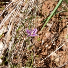 Thysanotus patersonii (Twining Fringe Lily) at Fraser, ACT - 22 Sep 2020 by Rosie