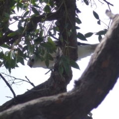 Accipiter novaehollandiae (Grey Goshawk) at Black Range, NSW - 22 Sep 2020 by MatthewHiggins