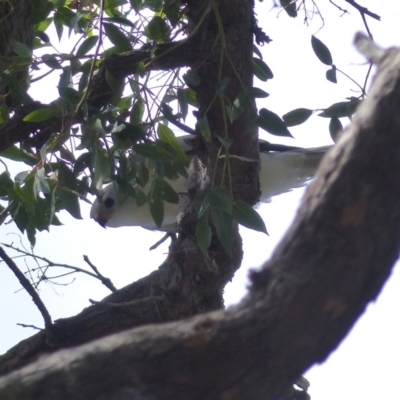 Accipiter novaehollandiae (Grey Goshawk) at Black Range, NSW - 22 Sep 2020 by MatthewHiggins