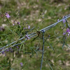 Glycine clandestina at Black Range, NSW - 22 Sep 2020