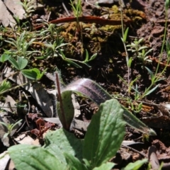 Caladenia actensis (Canberra Spider Orchid) at Mount Majura - 22 Sep 2020 by petersan