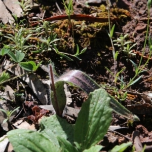 Caladenia actensis at suppressed - suppressed