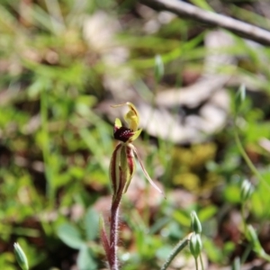 Caladenia actensis at suppressed - suppressed