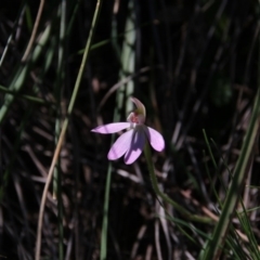 Caladenia carnea (Pink Fingers) at Mount Majura - 22 Sep 2020 by petersan