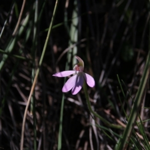 Caladenia carnea at Downer, ACT - 22 Sep 2020