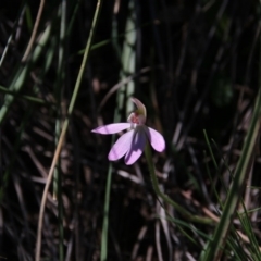 Caladenia carnea (Pink fingers) at Downer, ACT - 22 Sep 2020 by petersan