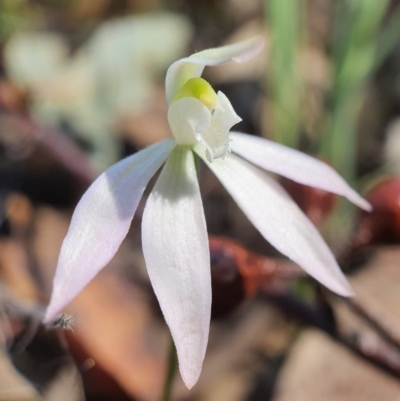Caladenia fuscata (Dusky Fingers) at Molonglo Valley, ACT - 21 Sep 2020 by shoko