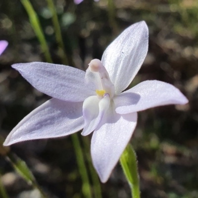 Glossodia major (Wax Lip Orchid) at Black Mountain - 21 Sep 2020 by shoko