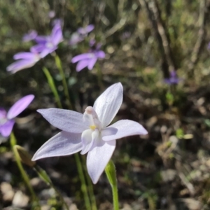 Glossodia major at Downer, ACT - 21 Sep 2020