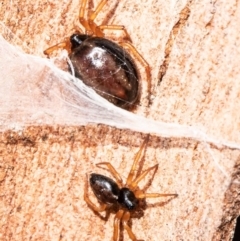 Euryopis umbilicata (Striped tick spider) at Umbagong District Park - 21 Sep 2020 by Roger