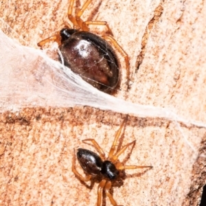 Euryopis umbilicata at Macgregor, ACT - 22 Sep 2020