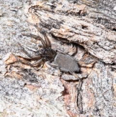 Gnaphosidae or Trochanteriidae (families) (Flat spider) at Holt, ACT - 22 Sep 2020 by Roger