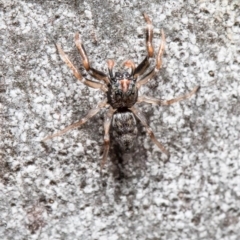 Arasia mollicoma (Flat-white Jumping Spider) at ANBG - 21 Sep 2020 by Roger