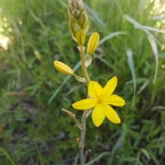 Bulbine bulbosa (Golden Lily, Bulbine Lily) at Hall, ACT - 22 Sep 2020 by tpreston