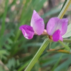 Vicia sativa (Common Vetch) at Hall Cemetery - 22 Sep 2020 by tpreston