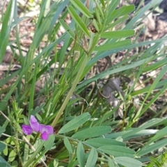 Vicia sativa at Hall, ACT - 22 Sep 2020