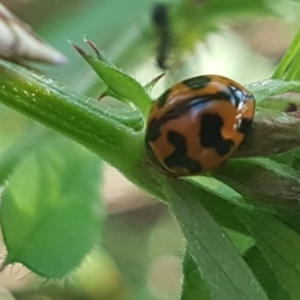 Coccinella transversalis at Hall, ACT - 22 Sep 2020