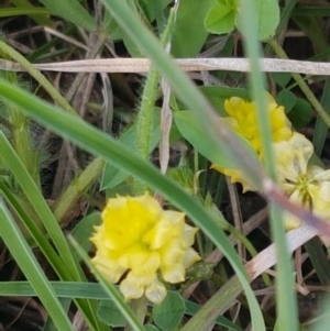 Trifolium campestre at Hall, ACT - 22 Sep 2020