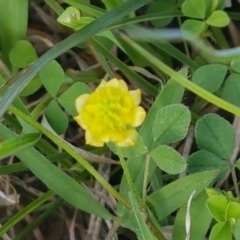 Trifolium campestre at Hall, ACT - 22 Sep 2020 04:04 PM