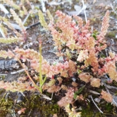 Crassula sieberiana at Fraser, ACT - 22 Sep 2020