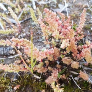 Crassula sieberiana at Fraser, ACT - 22 Sep 2020