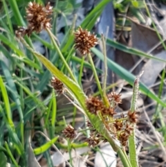 Luzula densiflora (Dense Wood-rush) at Fraser, ACT - 22 Sep 2020 by trevorpreston
