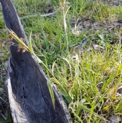 Luzula densiflora at Fraser, ACT - 22 Sep 2020