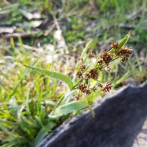 Luzula densiflora at Fraser, ACT - 22 Sep 2020