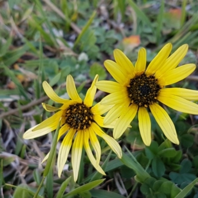 Arctotheca calendula (Capeweed, Cape Dandelion) at Fraser, ACT - 22 Sep 2020 by tpreston