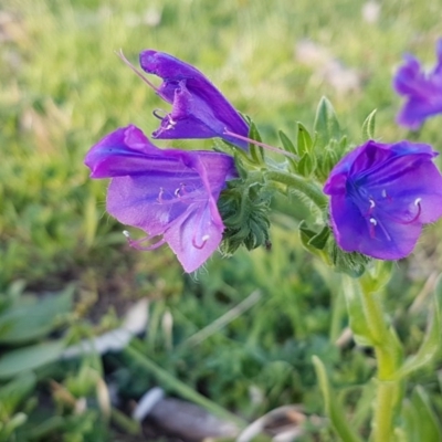 Echium plantagineum (Paterson's Curse) at Fraser, ACT - 22 Sep 2020 by trevorpreston