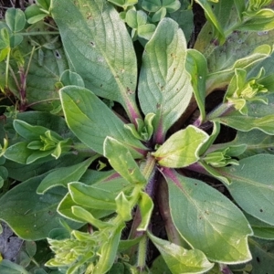 Echium plantagineum at Fraser, ACT - 22 Sep 2020