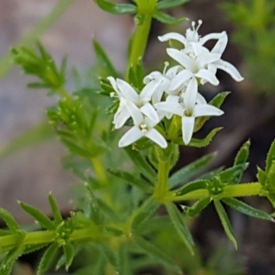 Asperula conferta (Common Woodruff) at Fraser, ACT - 22 Sep 2020 by trevorpreston