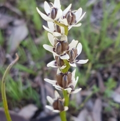 Wurmbea dioica subsp. dioica (Early Nancy) at Fraser, ACT - 22 Sep 2020 by tpreston