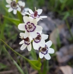 Wurmbea dioica subsp. dioica at Fraser, ACT - 22 Sep 2020 04:23 PM