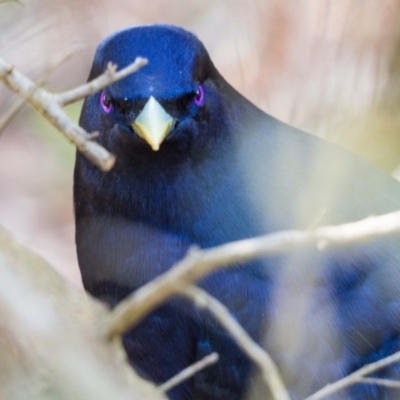 Ptilonorhynchus violaceus (Satin Bowerbird) at Acton, ACT - 16 Sep 2020 by mlim