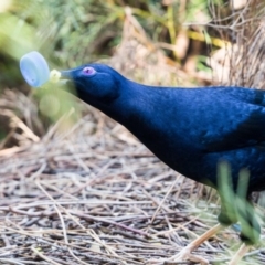 Ptilonorhynchus violaceus at Acton, ACT - 16 Sep 2020