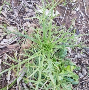 Eryngium ovinum at Fraser, ACT - 22 Sep 2020 04:24 PM