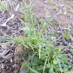 Eryngium ovinum at Fraser, ACT - 22 Sep 2020 04:24 PM