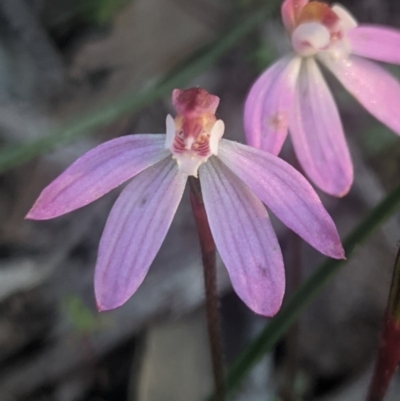 Caladenia fuscata (Dusky Fingers) at Lake George, NSW - 22 Sep 2020 by MPennay