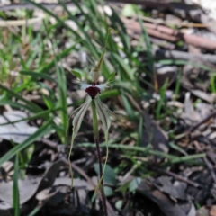 Caladenia atrovespa (Green-comb Spider Orchid) at Downer, ACT - 21 Sep 2020 by ConBoekel