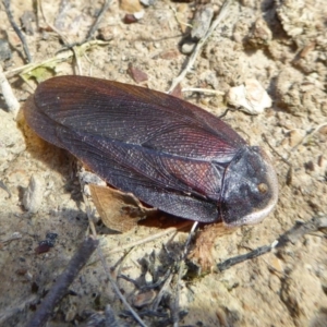 Laxta granicollis at Yass River, NSW - 22 Sep 2020