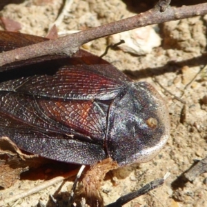 Laxta granicollis at Yass River, NSW - 22 Sep 2020 11:42 AM