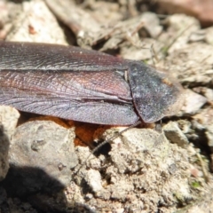 Laxta granicollis at Yass River, NSW - 22 Sep 2020 11:42 AM