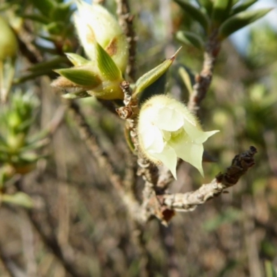 Melichrus urceolatus (Urn Heath) at Rugosa - 22 Sep 2020 by SenexRugosus