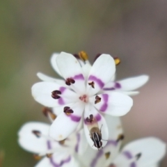 Lauxaniidae (family) (Unidentified lauxaniid fly) at Mount Painter - 18 Sep 2020 by Tammy